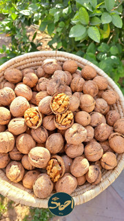 گردو درصد بالا چینی